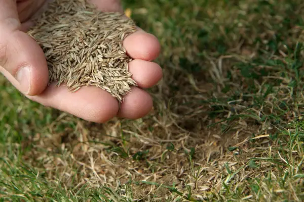 Sowing grass seed