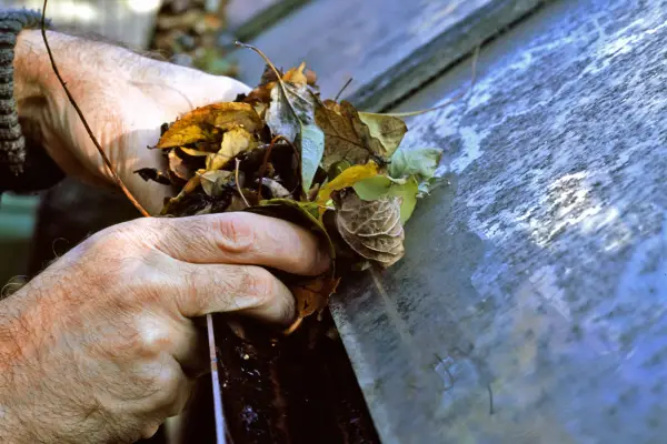 Removing leaves from the greenhouse guttering