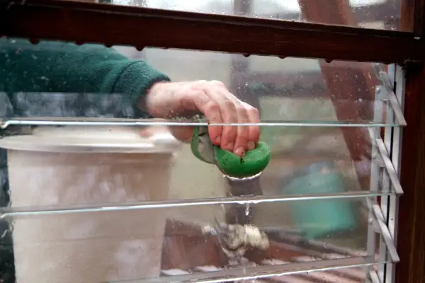 How to tidy and clean your greenhouse