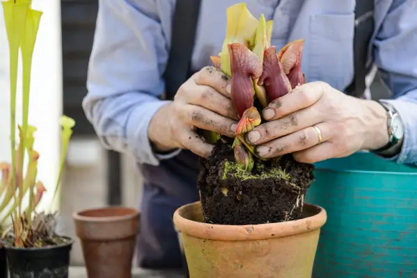 כיצד לרשום מחדש צמח טורף