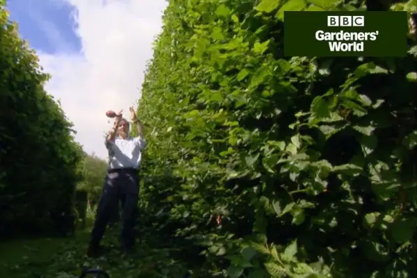 Jak oříznout živé ploty