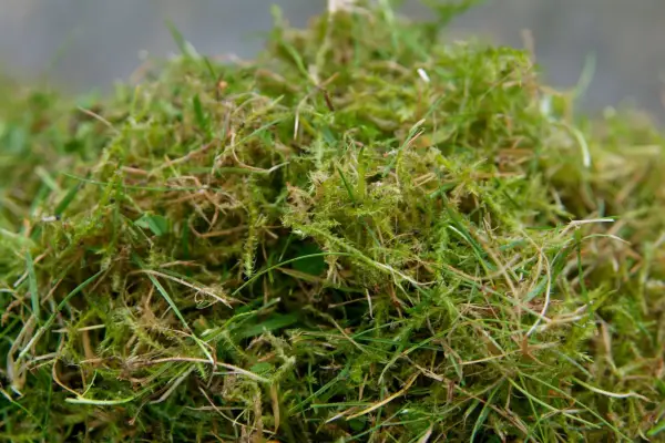 Lawn moss. Photo: Tim Sandall