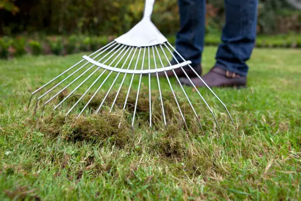 Raking moss from a lawn