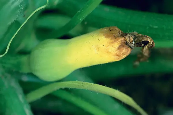 Putregaiul de dovlecei