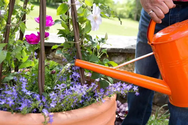 watering plants growing in a pot