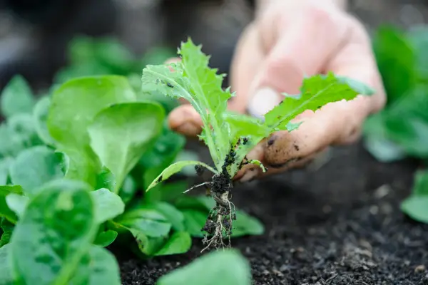 Pullling out a weed seedling