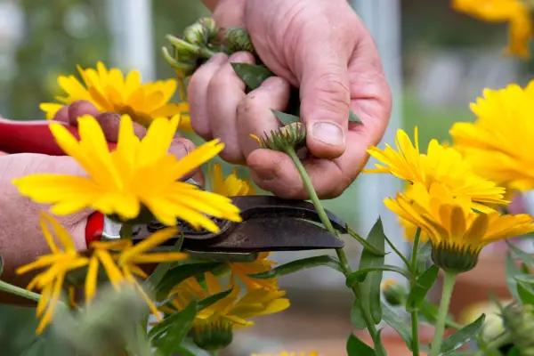Snipping off buds before going on holiday