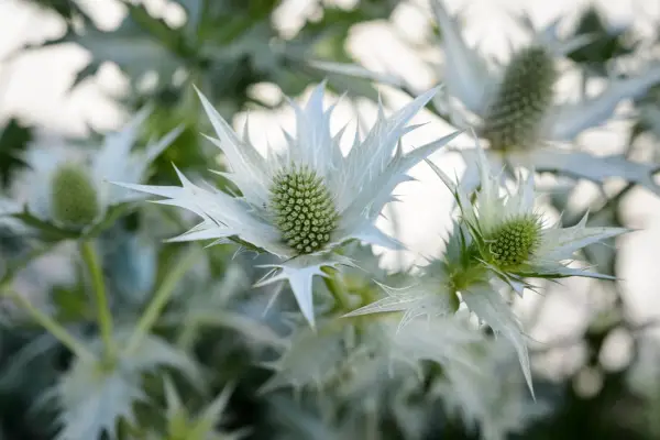 Eryngium giganteum 