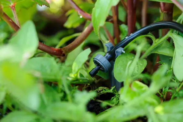 How to set up an automatic watering system - nozzles in place above the plants