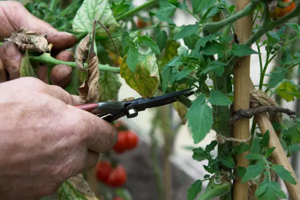 Thinning out tomatoes
