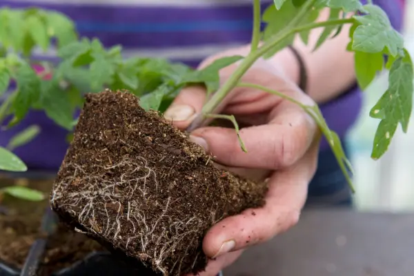Planting out tomatoes