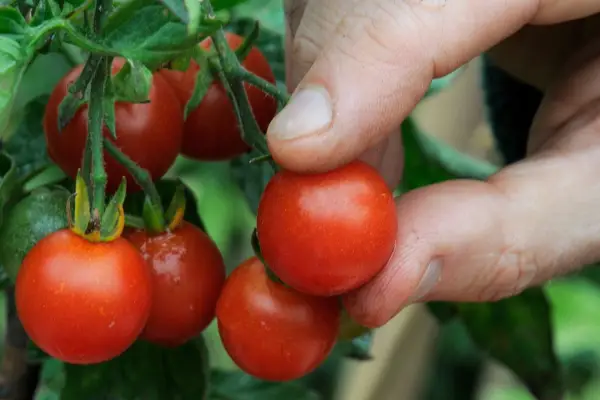 Blight resistant cherry tomato