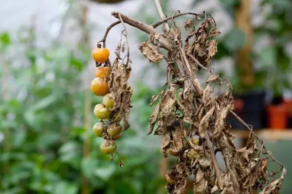 A blighted tomato crop