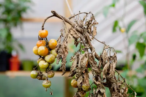 A blighted tomato plant with rotting fruit and withered leaves