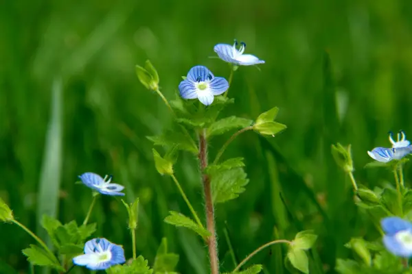 Tiny blue flowers of speedwell. Tim Sandall