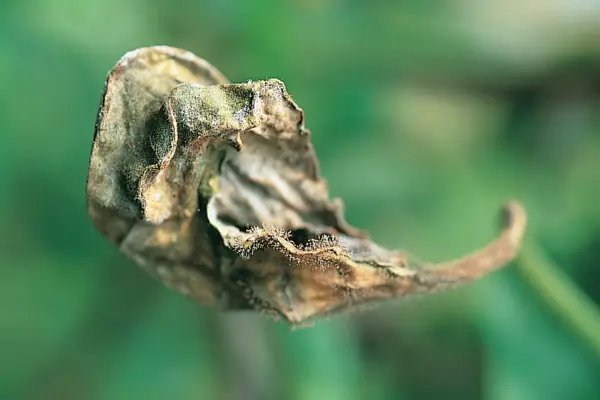 עובש עלה עגבניות