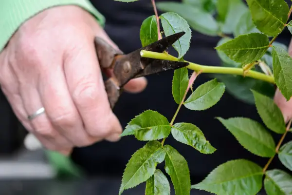 登山バラから挿し木を取る方法