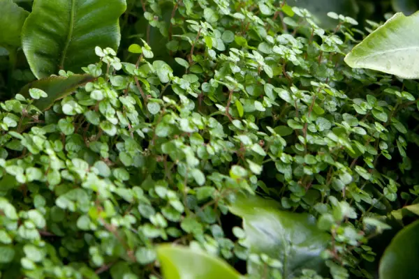 Miniature leaves of mind-your-own-business