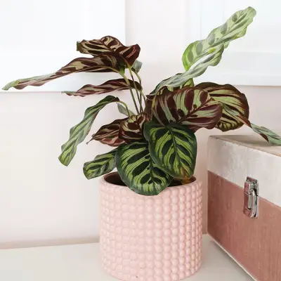Como cuidar de plantas de Calathea