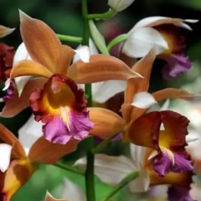 Plantes de la forêt tropicale humide