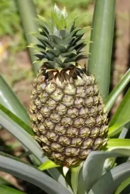 Ako pestovať ananás