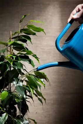 Podlewanie roślin doniczkowych brązowymi końcówkami liści