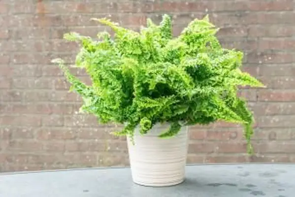 Felce riccia in vaso