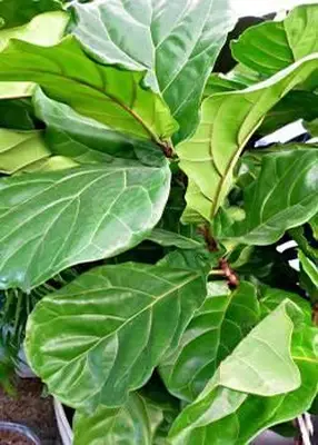 higo de hoja de violín