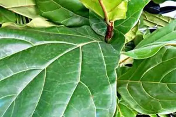 higo de hoja de violín