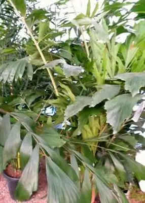 palma de cola de pescado