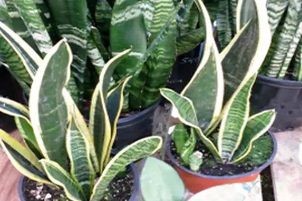 planta de interior de jengibre