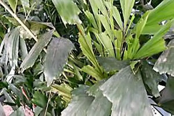 palma de cola de pescado