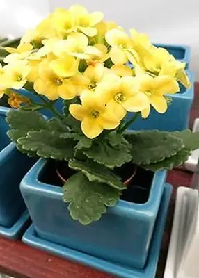 kalanchoe amarillo