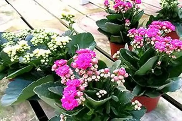 plantas de kalanchoe