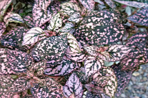 Planta de interior de Anthurium blanco