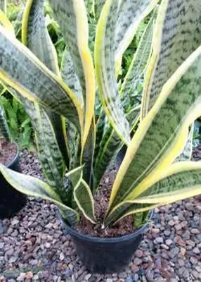 planta de lengua de suegra