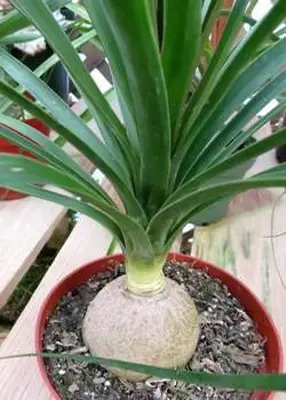 palma de cola de caballo