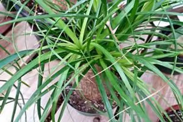 palma de cola de caballo