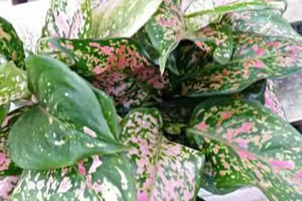 red aglaonema