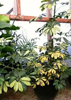 planta de schefflera