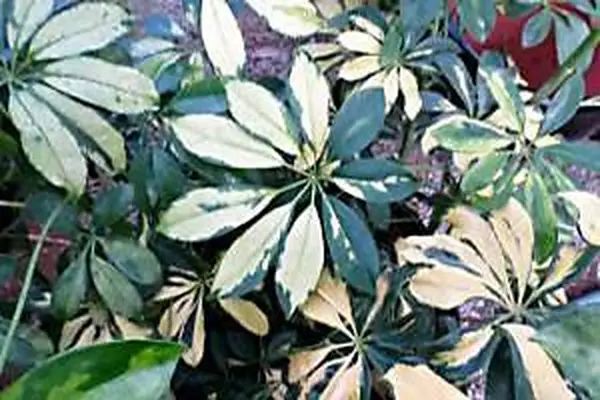 hojas de la planta schefflera