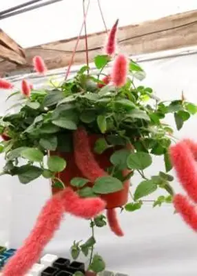 colas de fuego de fresa