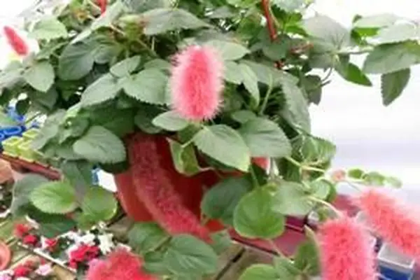 colas de fuego de fresa