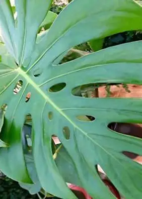 planta de queso suizo