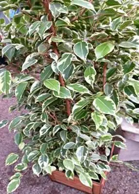 higuera llorona ficus