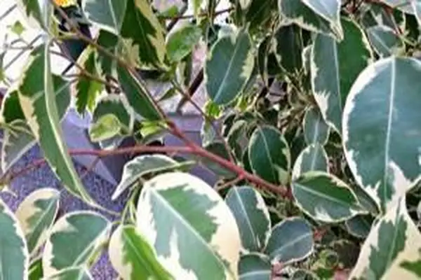 hojas de higuera lloronas