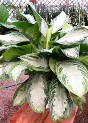 árbol de hoja perenne chino