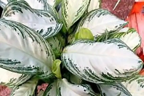 árbol de hoja perenne chino