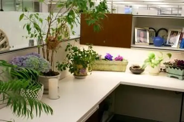 https://cf.ltkcdn.net/interiordesign/images/slide/209271-850x567-greenplantcubicle.webp