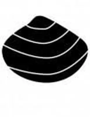 conchiglia 2 stencil